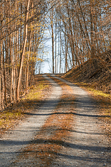 Image showing idyllic forest and field path