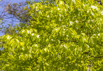 Image showing sunny illuminated spring leaves