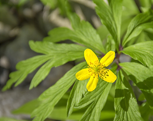 Image showing yellow anemone flower
