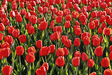 Image showing Beautiful red tulips natural background