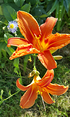 Image showing Beautiful bright orange day-lily on a sunny summer garden