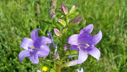 Image showing Beautiful Bluebells and herbs in the summer field