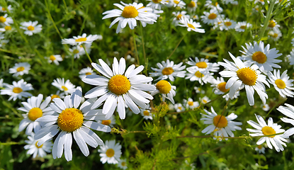 Image showing Beautiful daisies in a summer field