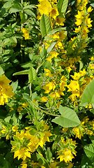 Image showing Yellow Loosestrife flower (Lysimachia vulgaris) and Bindweed lea