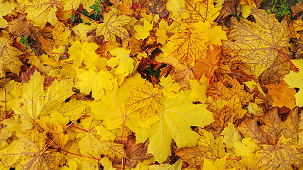 Image showing Bright yellow autumn background from fallen leaves