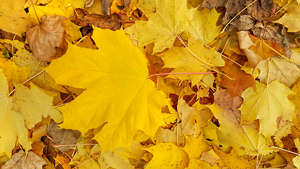 Image showing Bright yellow autumn background from fallen foliage of maple