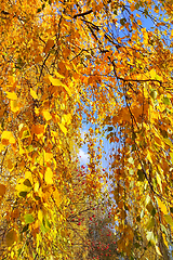 Image showing Bright yellow autumn foliage of birch and ripened mountain ash b