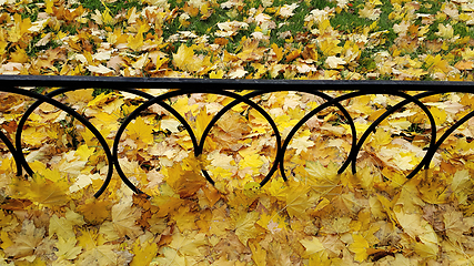 Image showing Bright autumn maple leaves on green grass with iron fence