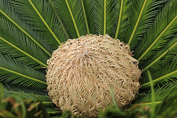 Image showing Female cone and foliage of cycas revoluta cycadaceae sago palm