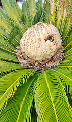 Image showing Cone with fruits of female cycas revoluta cycadaceae sago palm