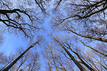 Image showing Tops of bare trees on a blue sky background