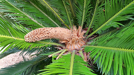 Image showing Male cone and foliage of cycas revoluta cycadaceae sago palm