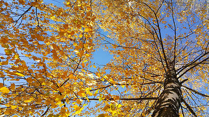 Image showing Autumn birch trees with bright yellow leaves against blue sky