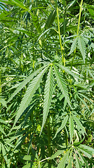 Image showing Green fresh foliage of cannabis plant (hemp, marijuana)