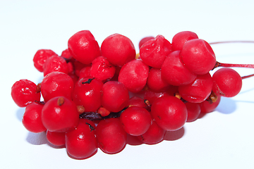 Image showing branch of red ripe schisandra isolated