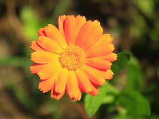 Image showing beautiful flower of yellow calendula