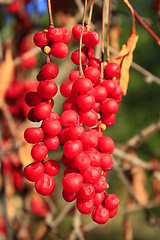 Image showing big branches of schisandra 