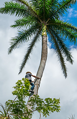 Image showing Adult male climbs coconut tree to get coco nuts