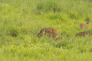 Image showing Sika or spotted deers herd in the elephant grass