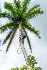 Image showing Adult male climbs coconut tree to get coco nuts