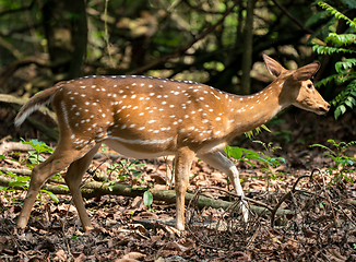 Image showing spotted or sika deer in the jungle