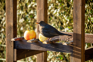 Image showing Common blackbird in bird feeder