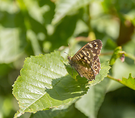 Image showing Speckled wood butterfly