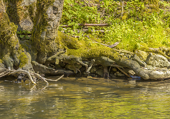 Image showing waterside scenery at spring time