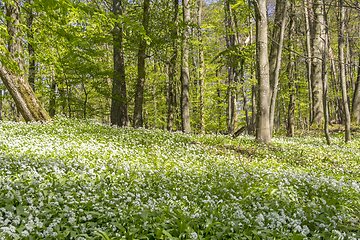 Image showing sunny forest scenery with ramsons