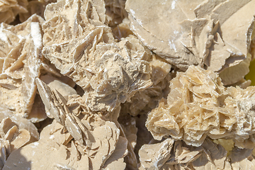 Image showing desert rose closeup