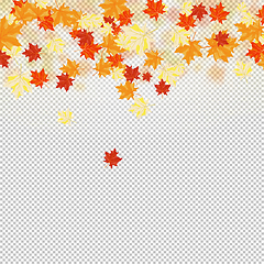 Image showing Fall (Autumn) Maple Background