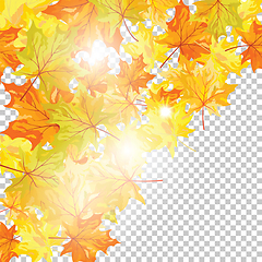 Image showing maple leaves 