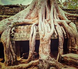 Image showing Ancient ruins and tree roots, Ta Prohm temple, Angkor, Cambodia