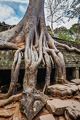 Image showing Ancient ruins and tree roots, Ta Prohm temple, Angkor, Cambodia