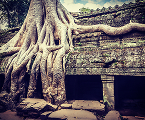 Image showing Ancient ruins and tree roots, Ta Prohm temple