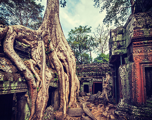 Image showing Ancient ruins and tree roots, Ta Prohm temple, Angkor, Cambodia