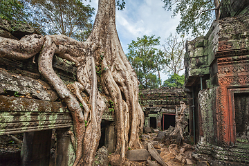 Image showing Ancient ruins and tree roots, Ta Prohm temple, Angkor, Cambodia