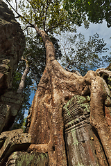 Image showing Ancient ruins and tree roots, Ta Prohm temple, Angkor, Cambodia