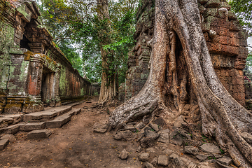 Image showing Ancient ruins and tree roots, Ta Prohm temple, Angkor, Cambodia