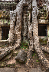 Image showing Ancient ruins and tree roots, Ta Prohm temple, Angkor, Cambodia