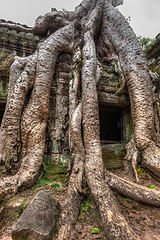 Image showing Ancient ruins and tree roots, Ta Prohm temple, Angkor, Cambodia