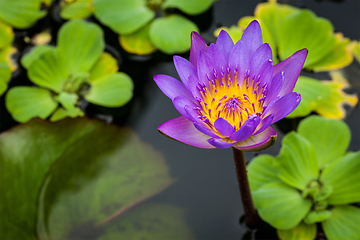 Image showing Purple lotus