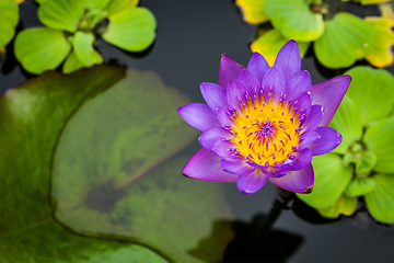 Image showing Purple lotus