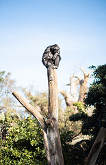 Image showing Chimpanzee sitting on the top of tree trunk in thoughtful humal like pose observing other animals.