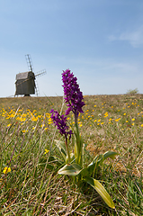 Image showing Orchis mascula, the early purple orchid, on the island Oeland, S