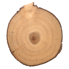 Image showing Wood log slice