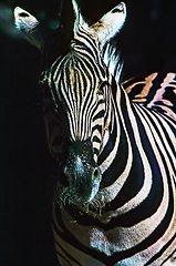 Image showing Zebra