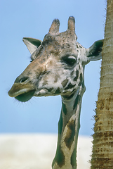 Image showing Giraffe