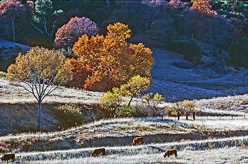 Image showing Cattle