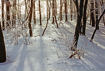 Image showing Forest in winter